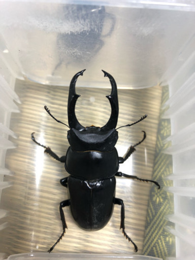 ネパレンシス♂♀♀トリオ【新成虫】②