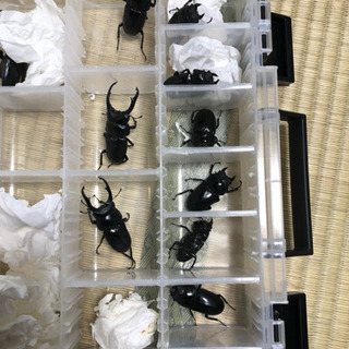 ネパレンシス ♂♀♀トリオ【新成虫】①