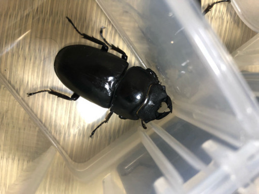 ネパレンシス ♂♀♀トリオ【新成虫】①