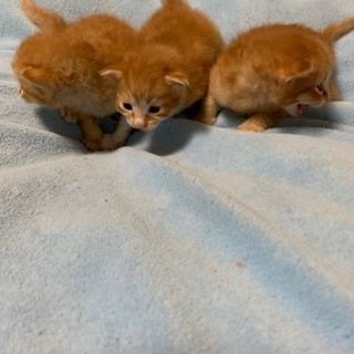 よろしくお願いします