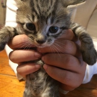 生後1ヶ月半の子猫