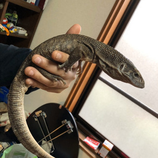 爬虫類屋SUNからサバンナモニター大特価