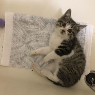 里親募集・猫・白キジ・子猫・野良猫保護しました。大阪府摂津市・保護猫の画像