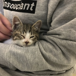 里親募集・猫・白キジ・子猫・野良猫保護しました。大阪府摂津市・保護猫 - 猫