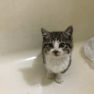 里親募集・猫・白キジ・子猫・野良猫保護しました。大阪府摂津市・保護猫 - 摂津市