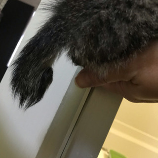 里親募集・猫・白キジ・子猫・野良猫保護しました。大阪府摂津市・保護猫 − 大阪府