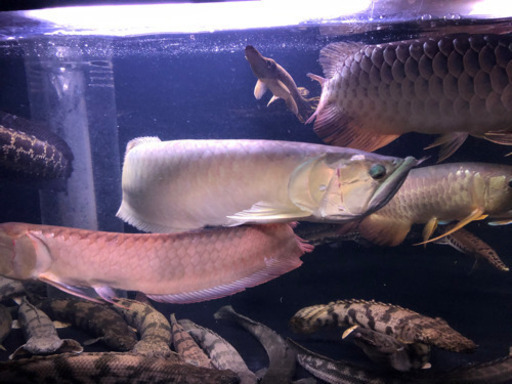 ワイルドシルバーアロワナ72センチ
