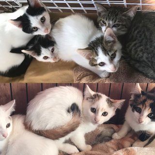 決まりました●子猫７匹の里親募集