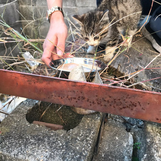 里親募集・猫・白キジ・子猫・野良猫保護しました。大阪府摂津市・保護猫 - 里親募集