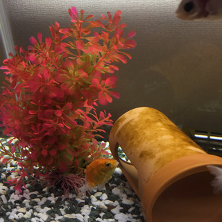 金魚