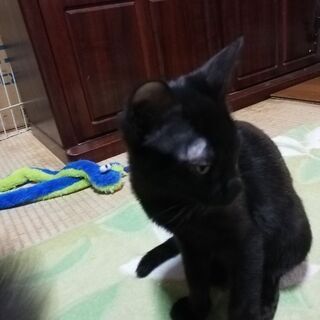 黒猫のイケメン君！