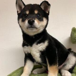 黒柴の里親さん募集します！の画像