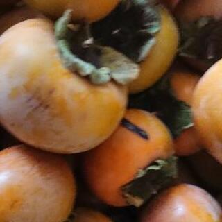 無農薬 庭 小粒 柿 🍊