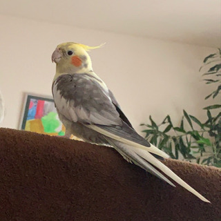 見つかりました！！オカメインコ