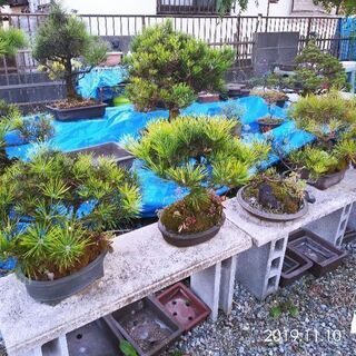盆栽&鉢　差しあげます