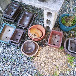 盆栽&鉢　差しあげますの画像