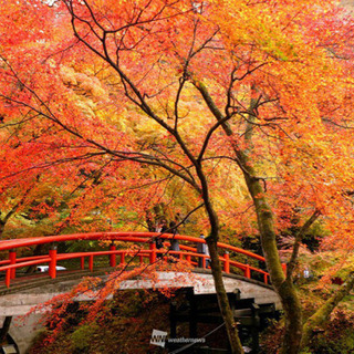 11月17日紅葉&蕎麦打ち体験