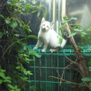 子猫ちゃん