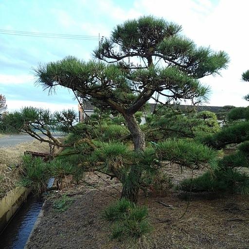 赤松　アカマツ 自然形　仕立物　植木　庭木　造形　公園　庭園　会社　記念樹　激安　現物確認対応