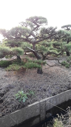 赤松　アカマツ 自然形　仕立物　植木　庭木　造形　公園　庭園　会社　記念樹　激安　現物確認対応