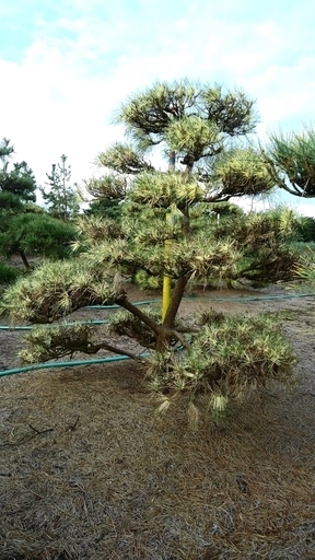 蛇の目松　ジャノメ松　盆栽型　仕立物　植木　庭木　造形　希少　庭園　会社　記念樹　千葉県発　現物確認対応　破格