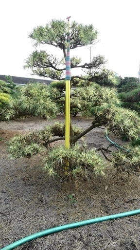蛇の目松　ジャノメ松　盆栽型　仕立物　植木　庭木　造形　希少　庭園　会社　記念樹　千葉県発　現物確認対応　破格