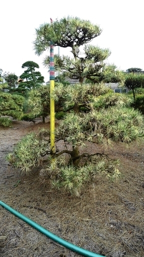 蛇の目松　ジャノメ松　盆栽型　仕立物　植木　庭木　造形　希少　庭園　会社　記念樹　千葉県発　現物確認対応　破格