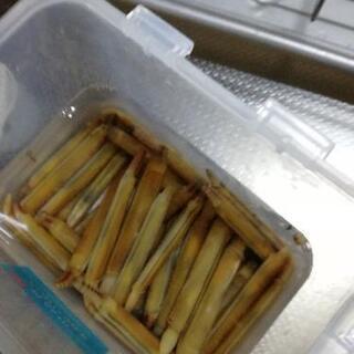 釣り仲間になってください