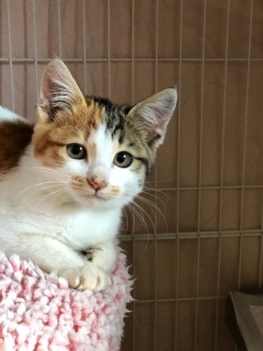 ふんばり親子猫三毛猫