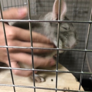 チンチラ生後6ヶ月 カラーライトブラウンベルベットメス