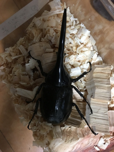 ヘラクレスヘラクレス 成虫ペア❗️