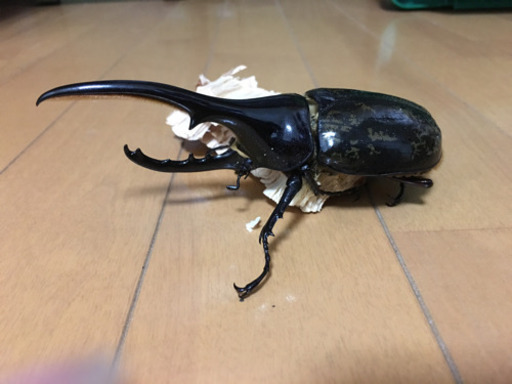 ヘラクレスヘラクレス 成虫ペア❗️