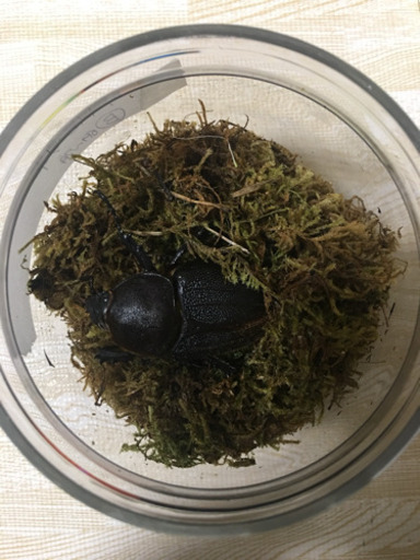 ヘラクレスヘラクレス 成虫ペア❗️
