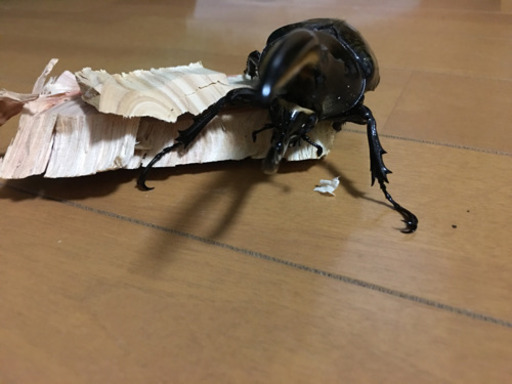 ヘラクレスヘラクレス 成虫ペア❗️