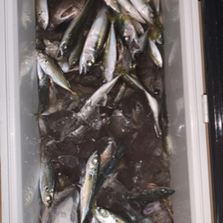 釣り仲間募集