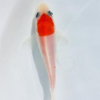 【現物販売】紅白柄 錦鯉 1匹 (3)