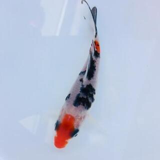 錦鯉 【現物販売】1匹