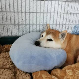 柴犬♂７～９歳　