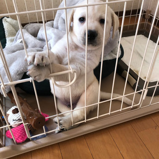 犬友🐶 - 十和田市