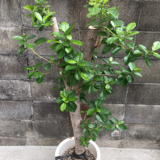観葉植物　ガジュマル