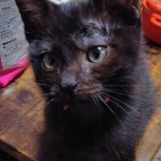 黒猫くん① 里親さん募集