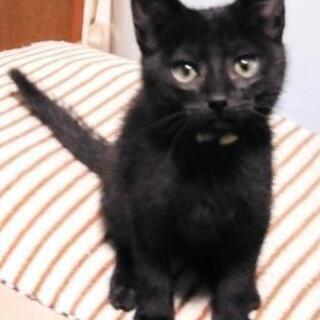 黒猫くん②里親さん募集