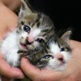 子猫2匹☆家族に迎えてください。※追加募集