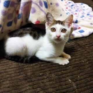 前髪模様の子猫♂二か月