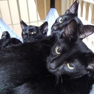 2匹兄弟で里子に出ました。黒つやボーイ　カギしっぽ - 猫