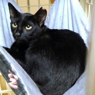 つやつやの黒娘10か月齢　黒母猫（3才）と