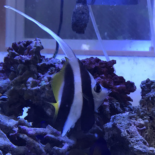 沖縄産  ハタタテダイ