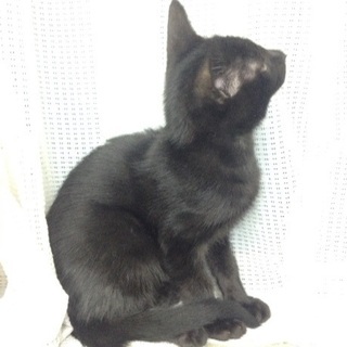 約3ヶ月 シャイなツヤツヤ黒猫ボーイ - 猫