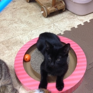 約3ヶ月 シャイなツヤツヤ黒猫ボーイ − 大阪府