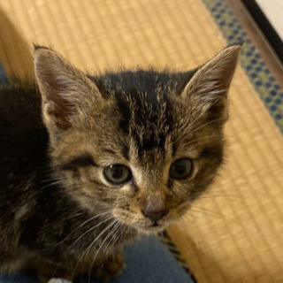 子猫里親募集(相談中)